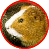 Cavia Plaatjes 