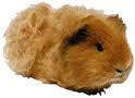 Cavia Plaatjes Lieve Cavia