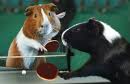 Cavia Plaatjes Cavia Pingpong