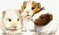 Cavia Plaatjes 