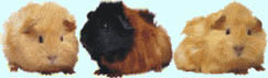 Cavia Plaatjes 