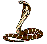 Plaatjes Cobra 