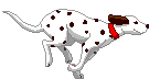 Plaatjes Dalmatiers 
