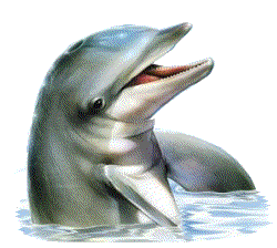 Dolfijnen Plaatjes Dolfijn