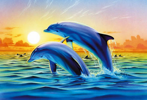 Dolfijnen Plaatjes 