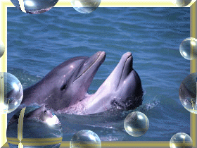 Dolfijnen Plaatjes 
