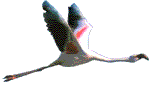 Flamingo Plaatjes 