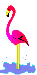 Flamingo Plaatjes 