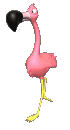 Flamingo Plaatjes Flamingo Rose Lopen