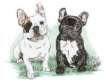 Plaatjes Franse bulldog 