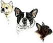 Plaatjes Franse bulldog 