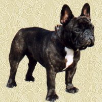 Plaatjes Franse bulldog 