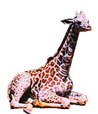 Giraffen Plaatjes 