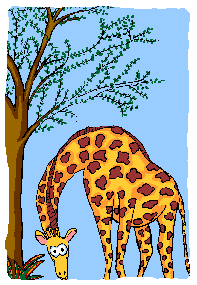 Giraffen Plaatjes Giraffe Eet Uit Boom