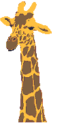 Giraffen Plaatjes Giraffe Kop