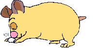 Hamsters Plaatjes 