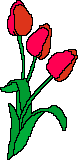 Plaatjes Hollands Bos Rode Tulpen