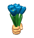 Plaatjes Hollands Blauwe Tulpen