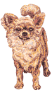 Honden Plaatjes 