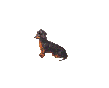 Honden Plaatjes 