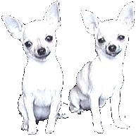 Honden Plaatjes 