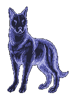 Honden Plaatjes 