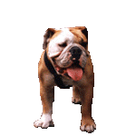 Honden Plaatjes 