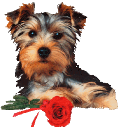 Honden Plaatjes 