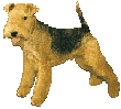 Honden Plaatjes 