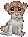 Honden Plaatjes 