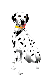 Honden Plaatjes 
