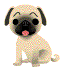 Honden Plaatjes 