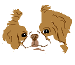Honden Plaatjes 