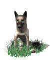 Honden Plaatjes 