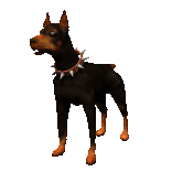 Honden Plaatjes 
