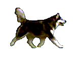 Honden Plaatjes 