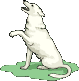 Honden Plaatjes 