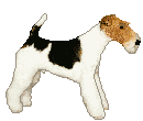Honden Plaatjes 