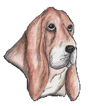 Honden Plaatjes 