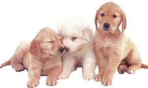Honden Plaatjes 