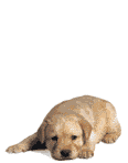 Honden Plaatjes 