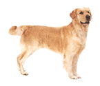 Honden Plaatjes 