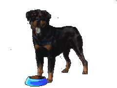 Honden Plaatjes Drinkende Hond