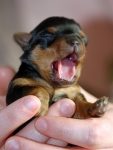 Honden Plaatjes 