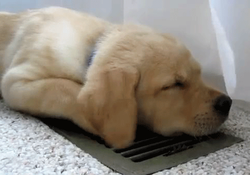 hond met bewegend oortje