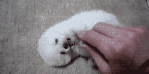 piepklein puppy speelt