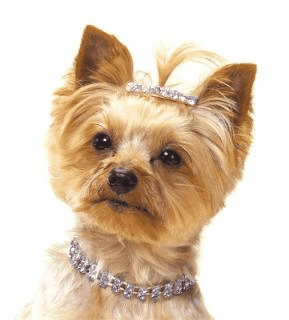 Honden plaatjes