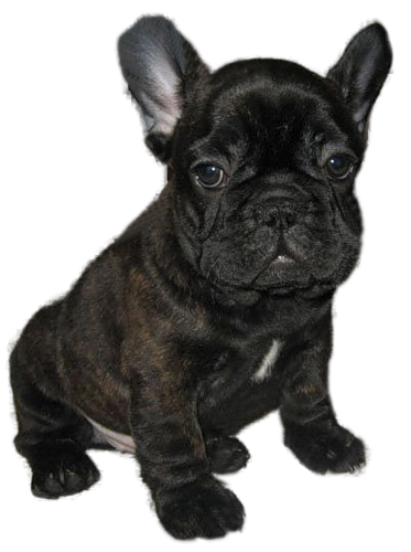 Honden plaatjes