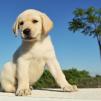 Honden Plaatjes 