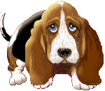 Honden Plaatjes 